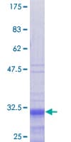 Human PRM1 / Protamine 1 Protein (Recombinant GST)