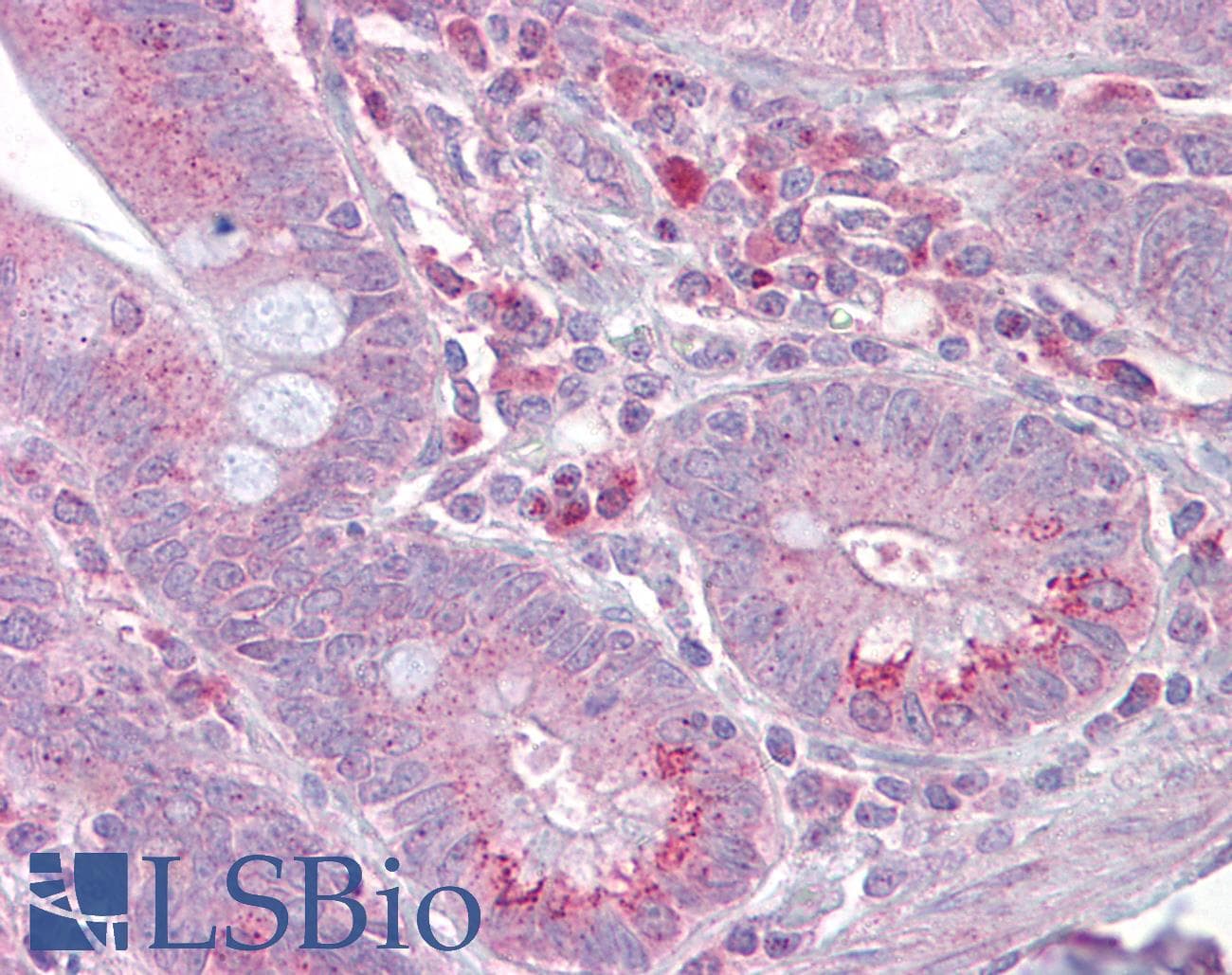 SLC13A2 / NaCT Antibody (aa360-409)