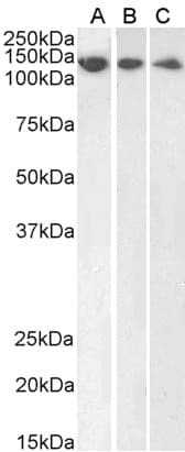 IHC-plus™ DDB1 Antibody (aa1128-1140)