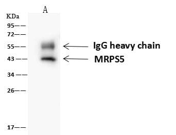 MRPS5 Antibody
