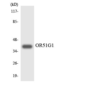 OR51G1 Antibody (aa189-238)