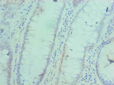 BAF53 / ACTL6A Antibody (aa1-280)