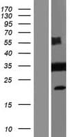 DLGAP4 Protein (Over-Expression Lysate Myc-DDK (Flag))