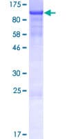 Human KIAA1958 Protein (Recombinant GST)