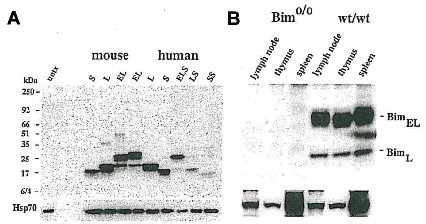 BCL2L11 / BIM Antibody (aa20-40, clone 3C5)