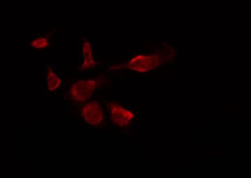 INSRR Antibody