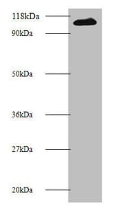 MIB1 Antibody