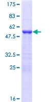 Human YAF2 Protein (Recombinant GST)