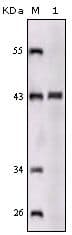 Monoclonal Mouse anti-Human SORL1 Antibody (clone 3B6B11, IHC, IF, WB)