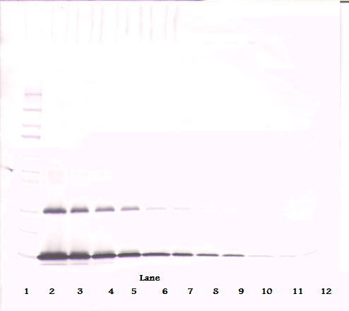 FLT3LG / Flt3 Ligand Antibody