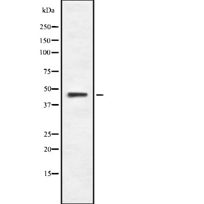 SAG / Arrestin Antibody