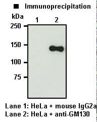 Monoclonal Mouse anti-Human GOLGA2 / GM130 Antibody (clone 5G8, WB)