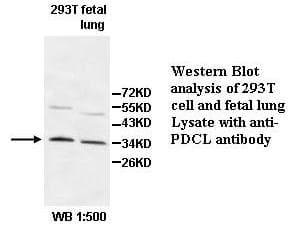 PDCL Antibody (aa25-489)