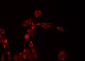 Polyclonal Rabbit anti-Human GALNAC4ST1 / CHST8 Antibody (IF, WB)