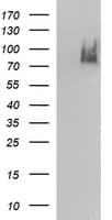 ICAM3 / CD50 Antibody (clone OTI3A7)