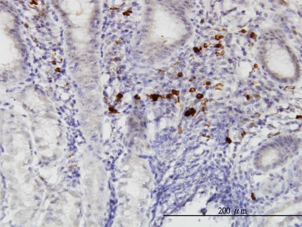 RASGEF1C Antibody (clone 3H8)