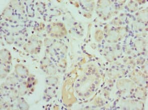 KLK10 / Kallikrein 10 Antibody