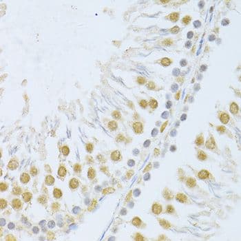 POLR2A / RNA polymerase II Antibody