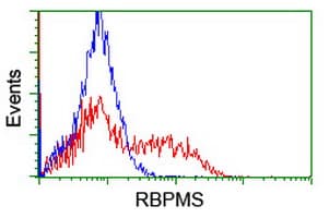 RBPMS / Hermes Antibody (clone OTI3B7)