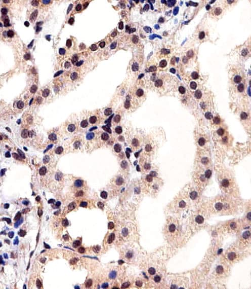 CSNK2A1 Antibody (aa250-284)
