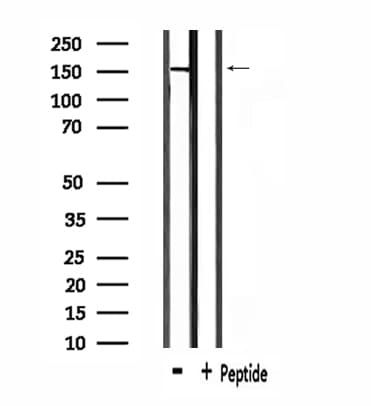 USP42 Antibody