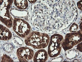 BBOX1 / BBOX Antibody (clone OTI4F9)