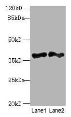 DNAJB4 Antibody