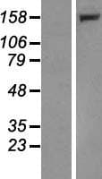 LRPPRC Protein (Over-Expression Lysate Myc-DDK (Flag))