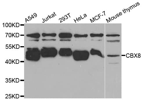 CBX8 Antibody