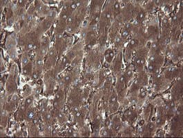PDIA3 / ERp57 Antibody (aa140-505, clone OTI4D7)
