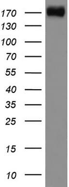 DOCK2 Antibody (aa1544-1830, clone UMAB142, Carrier-free)