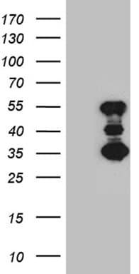 SLC2A4RG / GEF Antibody (aa1-259, clone OTI1D9)