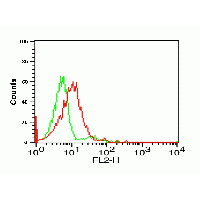 CX3CR1 Antibody