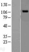 Human NOD1 Protein (Over-Expression Lysate Myc-DDK (Flag))