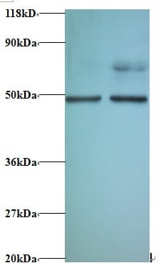 EIF4A2 Antibody (HRP)