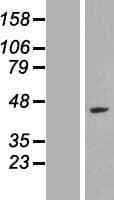 LYAR Protein (Over-Expression Lysate Myc-DDK (Flag))