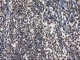 LENG1 Antibody (clone OTI10A7)