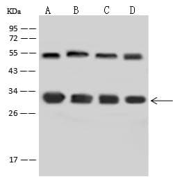 YWHAE / 14-3-3 Epsilon Antibody