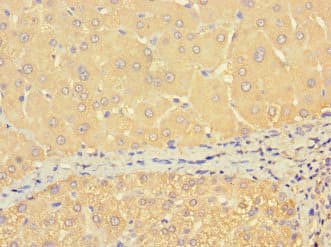 THRSP Antibody