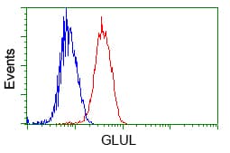 GLUL / Glutamine Synthetase Antibody (clone OTI1F4)