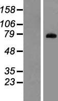PADI1 Protein (Over-Expression Lysate Myc-DDK (Flag))