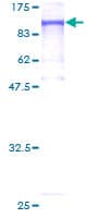Human MLH1 Protein (Recombinant GST)