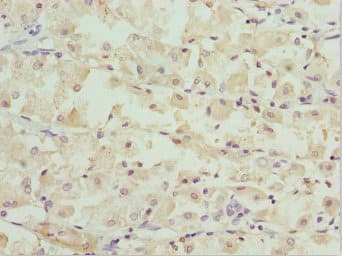 Polyclonal Rabbit anti-Human OPA3 Antibody (IHC, IF)