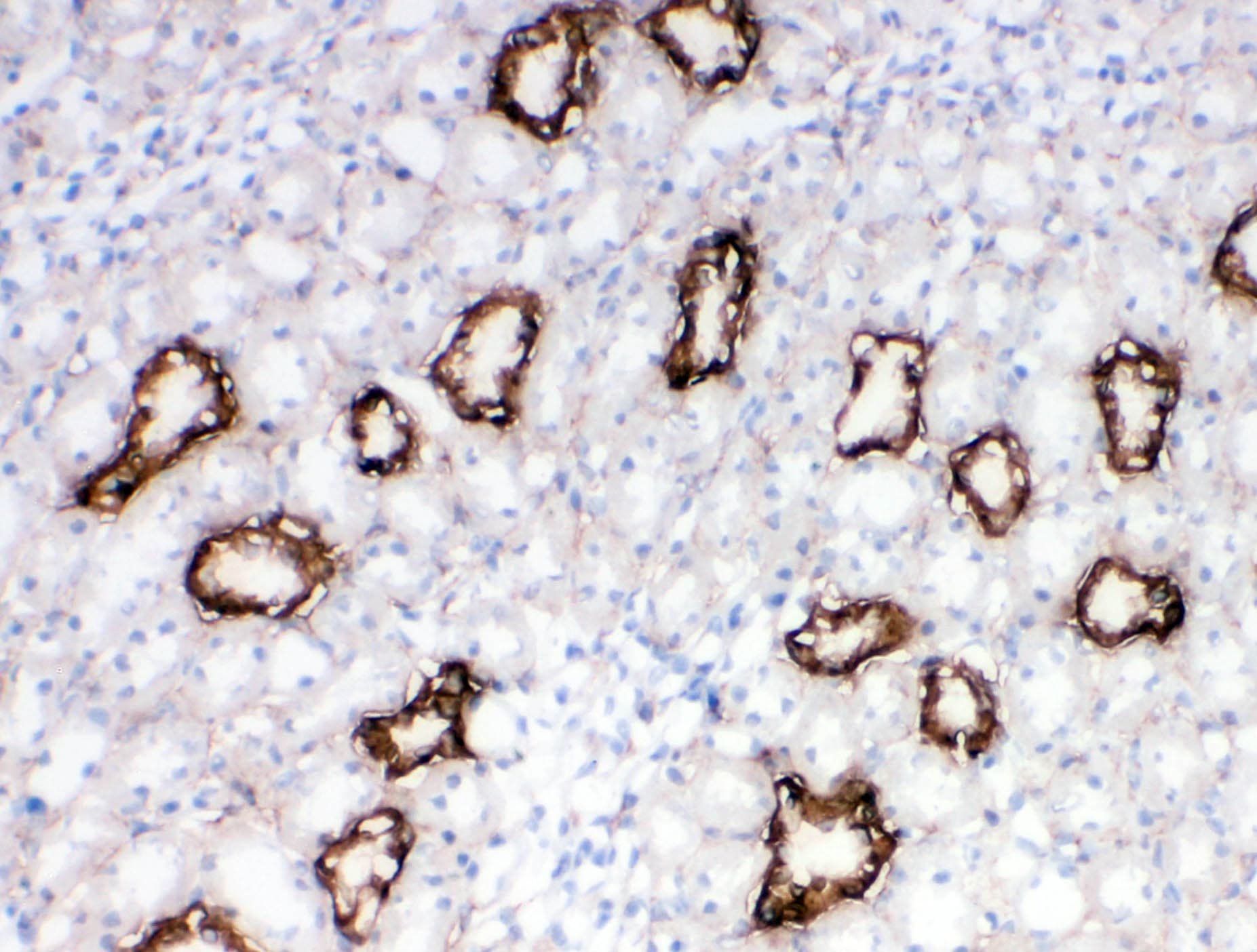 Polyclonal Rabbit anti-Human AQP3 / Aquaporin 3 Antibody (aa278-292, IHC, WB)