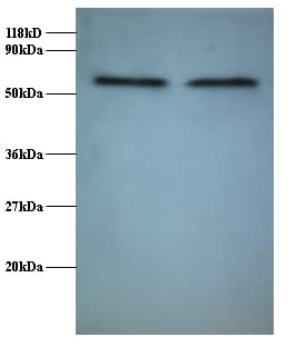FUS / TLS Antibody (Biotin)