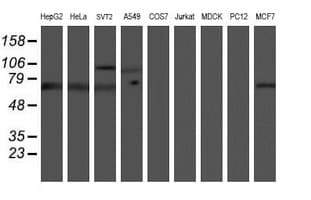 PPP1R15A / GADD34 Antibody (clone OTI2B11)