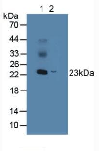NME5 Antibody (aa16-210)