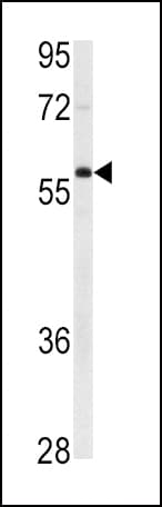 XIAP Antibody (aa1-30)