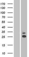 SHISA5 / SCOTIN Protein (Over-Expression Lysate Myc-DDK (Flag))