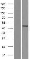 PRKACA Protein (Over-Expression Lysate Myc-DDK (Flag))